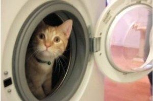 Cat in the washing machine