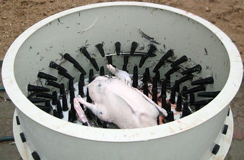 operation of a feather plucking machine