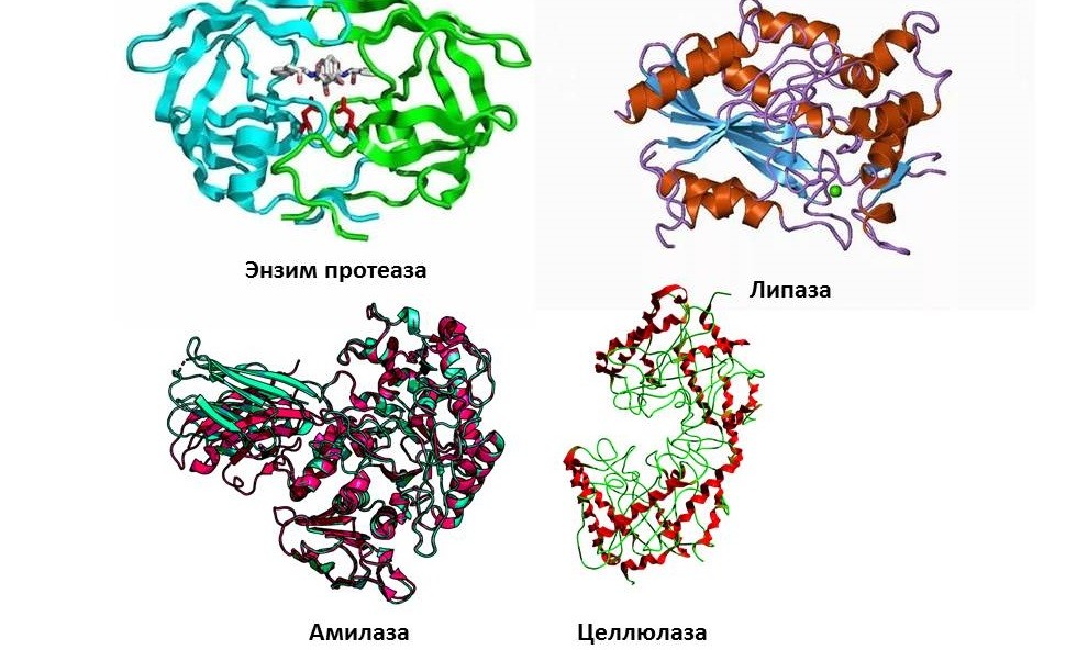 active ingredients of the powder