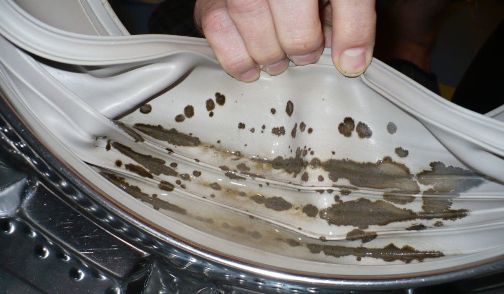 the car is covered in mold