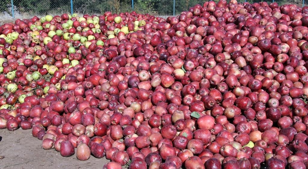 turning a mountain of apples into juice