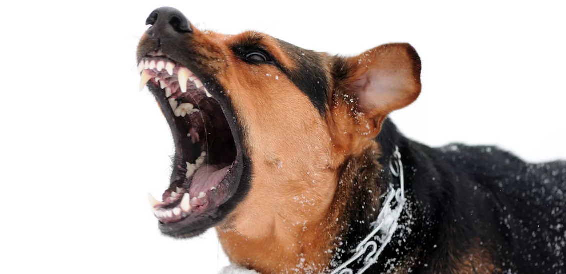 the dog chewed the cuff