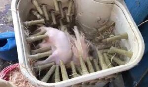 Машина за скубане на пера от пералня Malutka