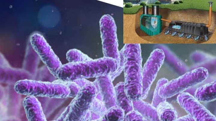 microorganisms of septic tanks